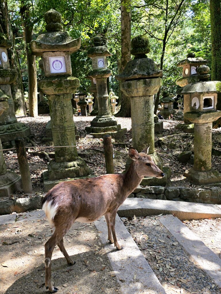 ciervo sika (Cervus nippon) parado junto a unas linternas de piedra musgosas en el Parque de Nara, en Japón.