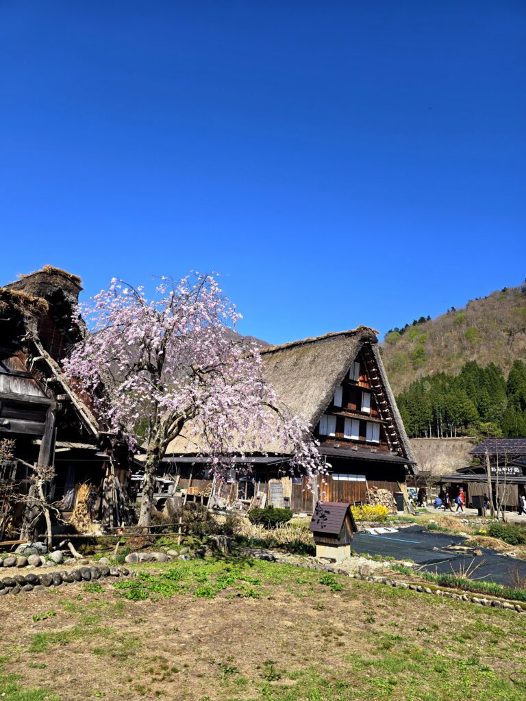 Casas tradicionales de estilo gassho-zukuri con tejados de paja rodeadas de cerezos en flor durante la primavera en Shirakawa-go, Japón.
