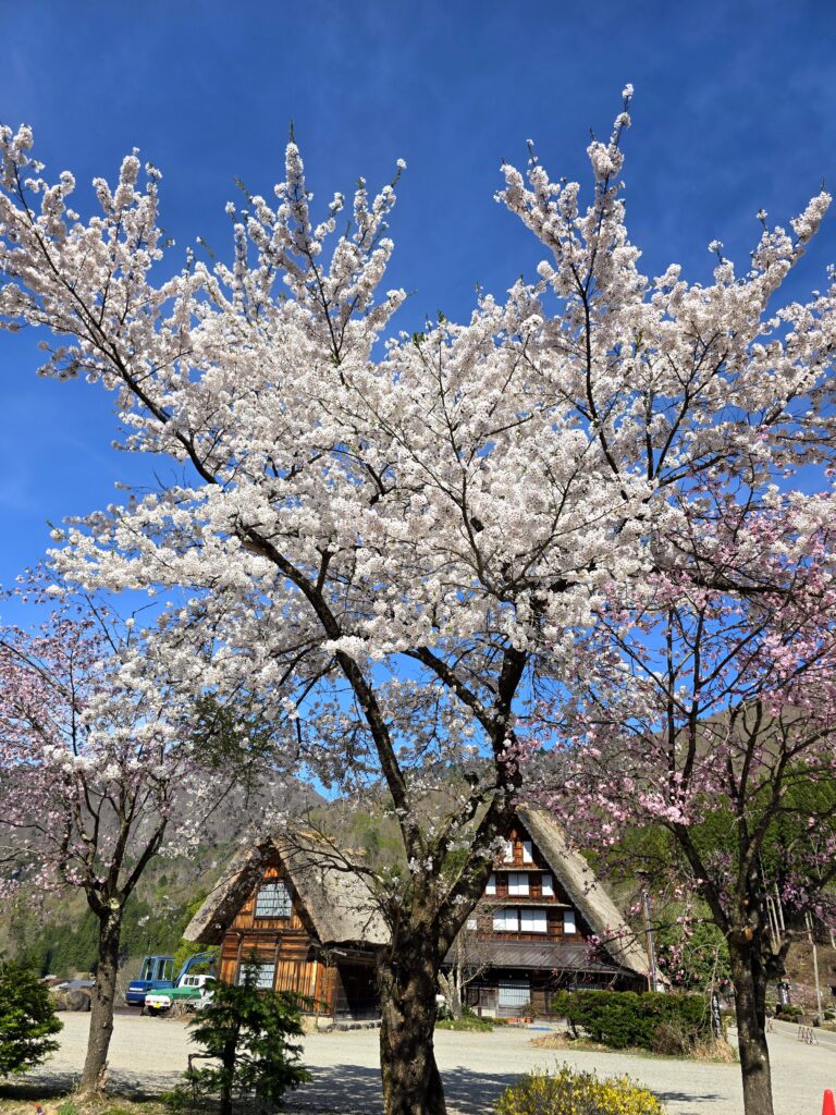 La histórica aldea de Shirakawa-go, en los Alpes Japoneses. Las casas de madera tienen techos de paja muy empinados.