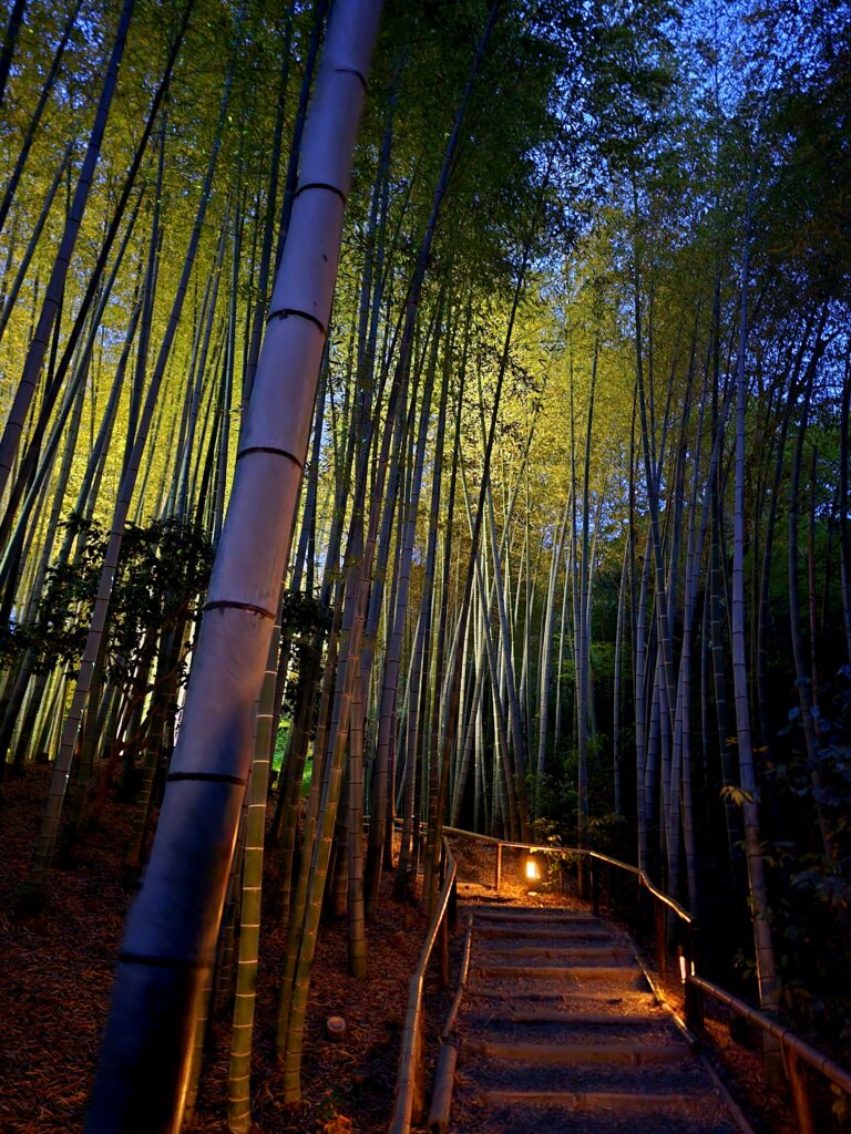 perspectiva en ángulo contrapicado muestra un sendero nocturno con escaleras de piedra que se adentra en un frondoso bosque de bambú gigante. El camino está guiado por una barandilla de madera e iluminado por una cálida luz artificial en el fondo, creando una atmósfera mágica y misteriosa. En primer plano, destaca un imponente tallo de bambú iluminado que resalta las texturas naturales del paisaje, evocando destinos turísticos icónicos como el bosque de Arashiyama en Kioto.